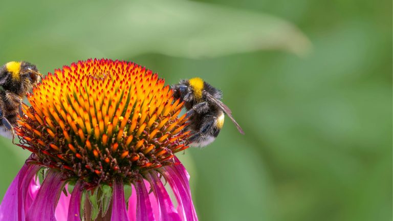 How to Create a Pollinator-Friendly Garden