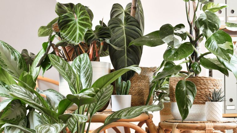 Can Houseplants Really Clean Your Air? The Surprising Truth