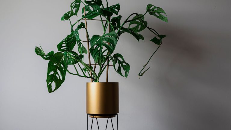 Want a Thriving Monstera? Here’s Everything You Need to Know!