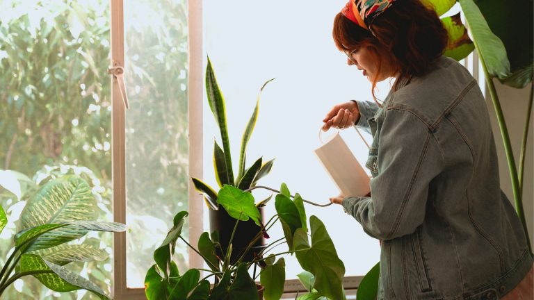 Master the Art of Watering Houseplants: How Often is Just Right?