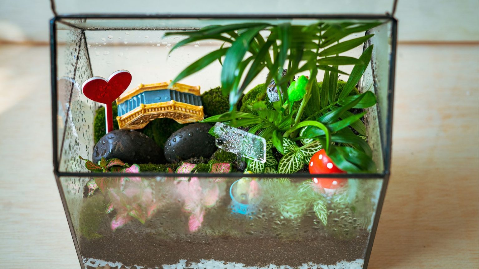 How to Build a Fun and Educational Terrarium with Your Kids – Sunny & Seed