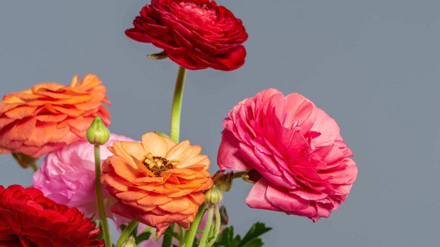 Ranunculus 101: The Ultimate Guide to Growing Stunning Blooms That’ll ...