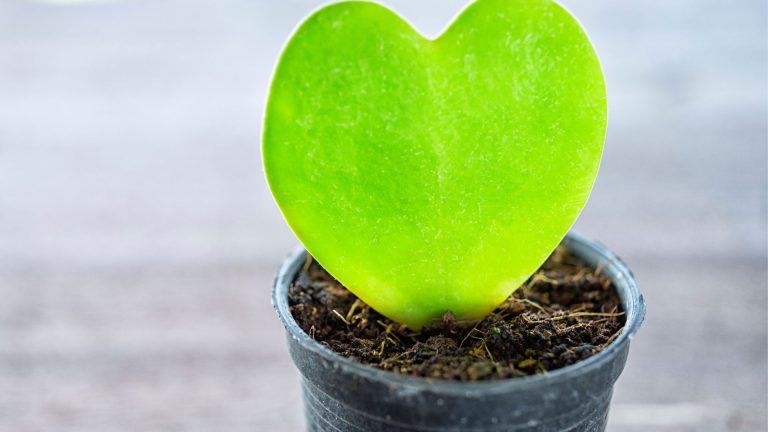 Fall in Love with These Heart-Shaped Houseplants: A Beginner’s Guide to Care