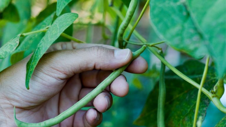How to Grow Beans: Expert Tips for Success in Your Garden
