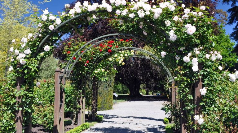 The Secret to a Perfect Rose Arch: Tips for a Dreamy Garden Feature