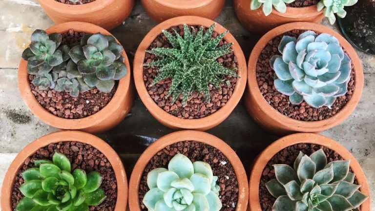 How to Multiply Your Succulents: Simple Propagation Tips for Beginners