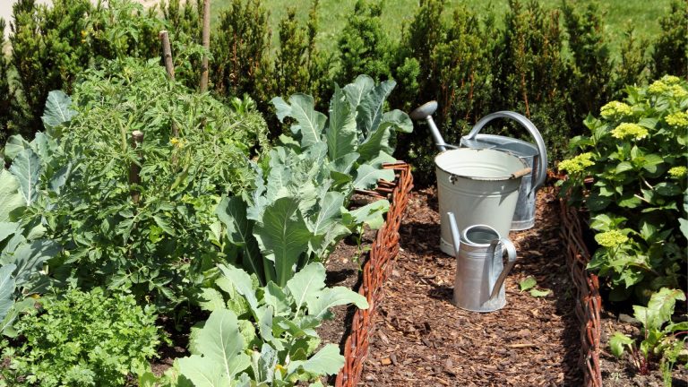 Can You Grow Vegetables in the Shade? Absolutely! Here’s How