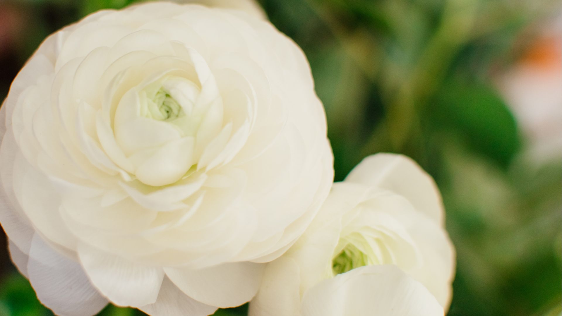 Ranunculus 101: The Ultimate Guide to Growing Stunning Blooms That’ll ...